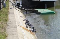 Imagine atasata: porumbei la plaja 02.JPG